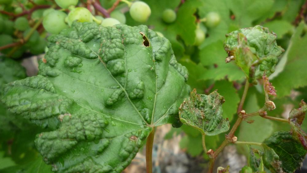 peronoszpóra elleni védekezés szőlőben távolítsa el a pinwormokat fokhagymával