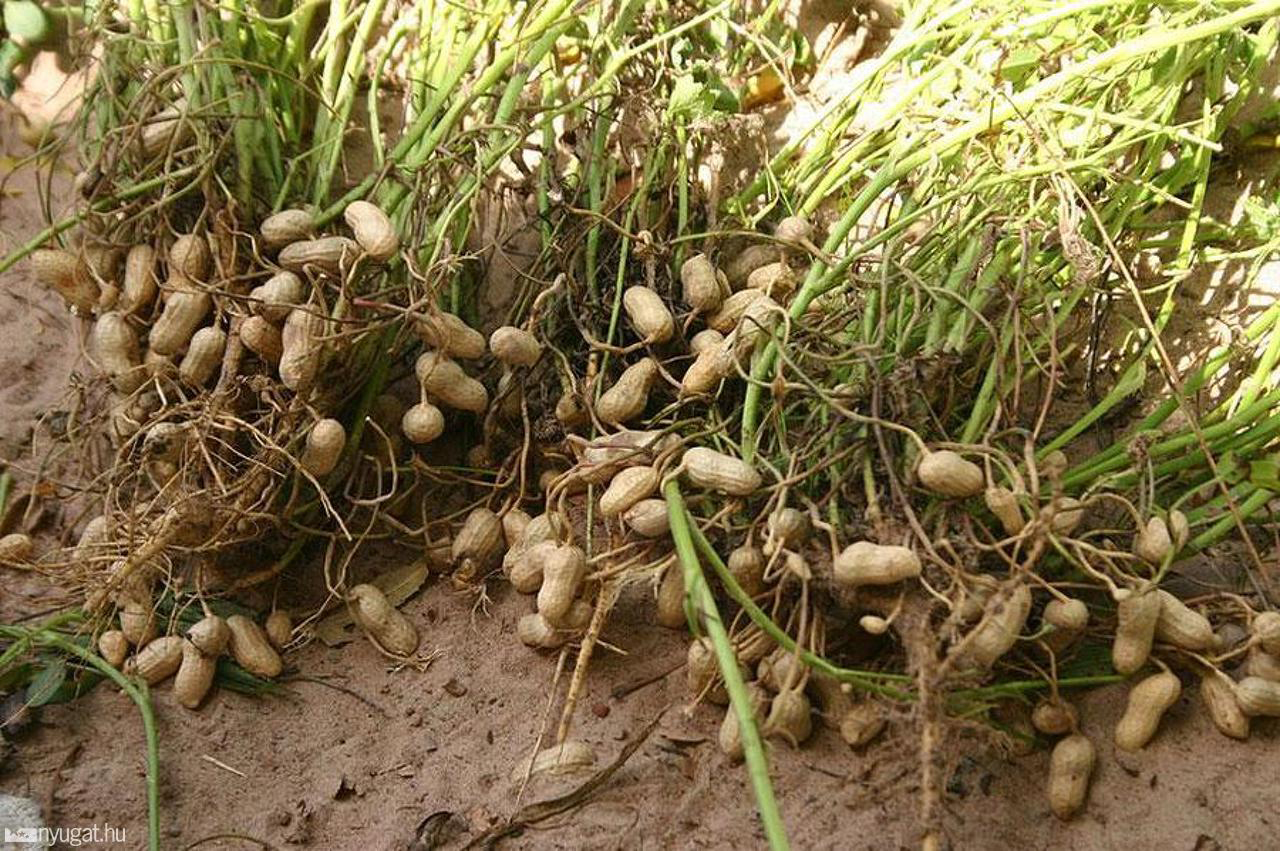 Арахис орех или боб. Земляной арахис. Земляной орех. Арахис культурный. Арахис растение.