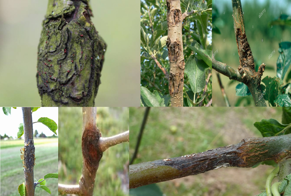 Az almafa leggyakoribb betegségei, és az ellenük való védekezési módok Parazita az almafa törzsében
